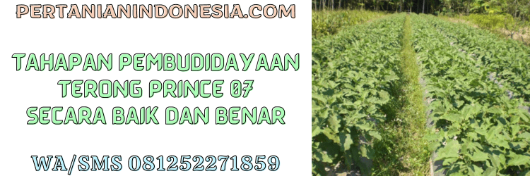 tahapan,budidaya,budidaya terong,terung,petani,pertanian indonesia